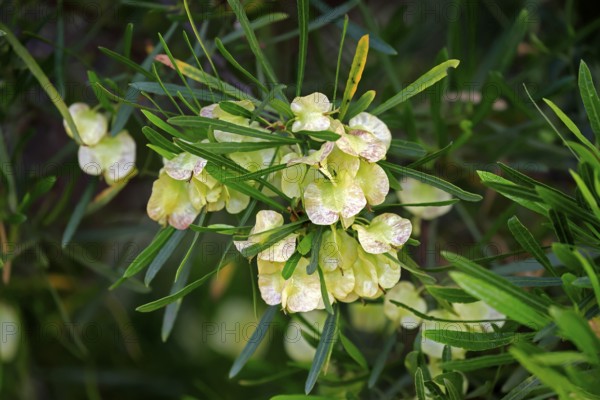Dodonaea thunbergiana, tree, flowering, flowers, plant, Karoo Desert Botanic Garden, Worcester,