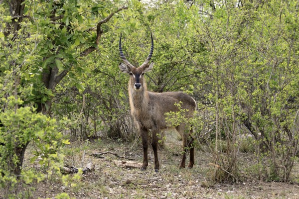 Ellipse waterbuck (Kobus ellipsiprymnus), adult, male, foraging, vigilant, Kruger, Kruger National