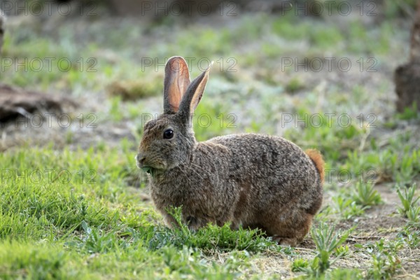 Bush hare (Lepus saxatilis), adult, foraging, alert, Montain Zebra National Park, Eastern Cape,
