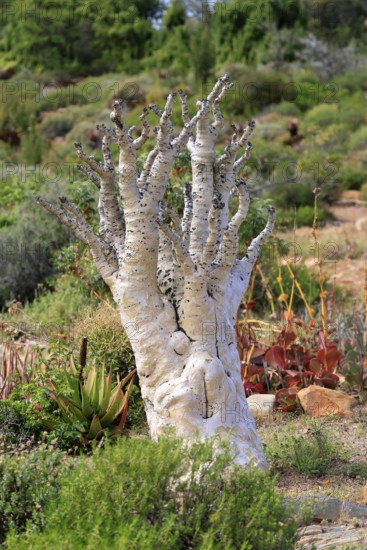 Cyphostemma juttae, plant, succulent, Karoo Desert Botanic Garden, Worcester, Western Cape, South