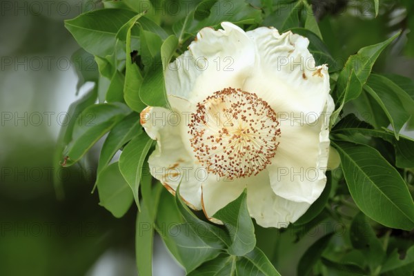 African baobab (Adansonia digitata), African baobab, flowers, flowering, foliage, Kruger, Kruger