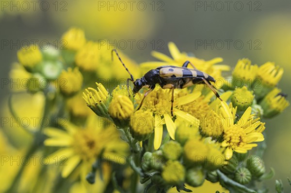 Spotted longhorn (Leptura maculata) on common ragwort (Senecio jacobaea), Emsland, Lower Saxony,