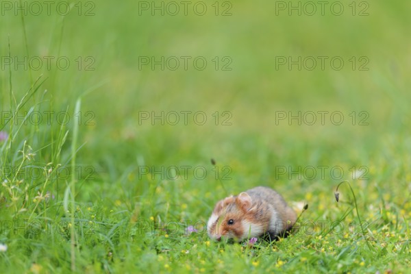 A European hamster (Cricetus cricetus) collects herbs, grass and daisies in a fresh green meadow