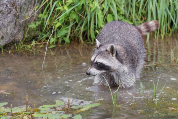 An adult raccoon (Procyon lotor) searches for food in the shallow water of a stream surrounded by