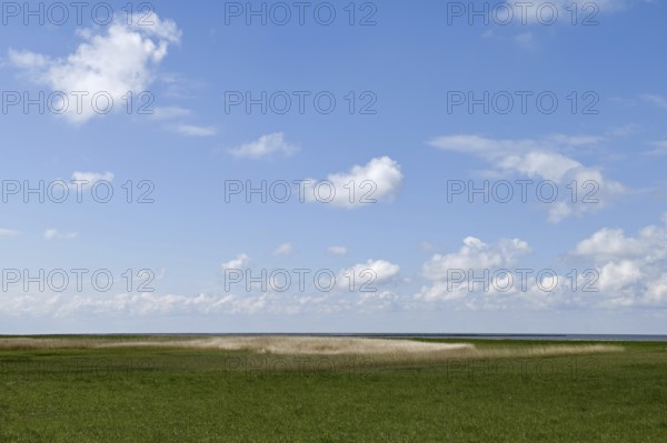 Salt marshes on the North Sea, North Sea coast, dyke foreland between Duhnen, Sahlenburg and