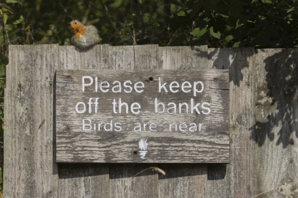 European robin (Erithacus rubecula) adult bird on a sign at a wildlife trust site, Lackford Lakes