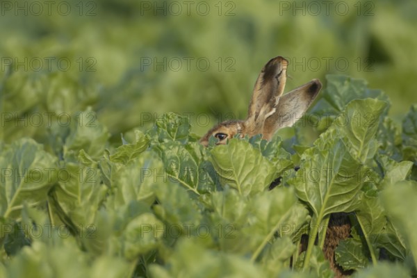 European brown hare (Lepus europaeus) adult animal in a farmland sugar beet crop, England, United