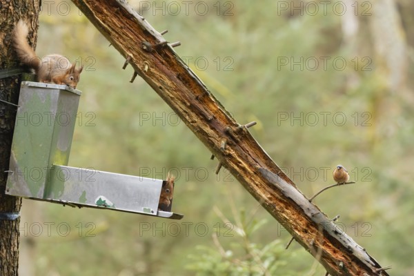 Red squirrel (Sciurus vulgaris) two adult animals on a woodland feeder with a male Chaffinch bird