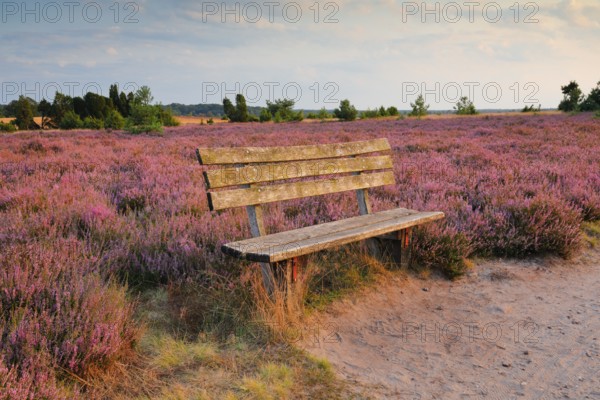 Idyllic wooden bench in the middle of the blooming Lüneburg Heath, Lower Saxony, Germany