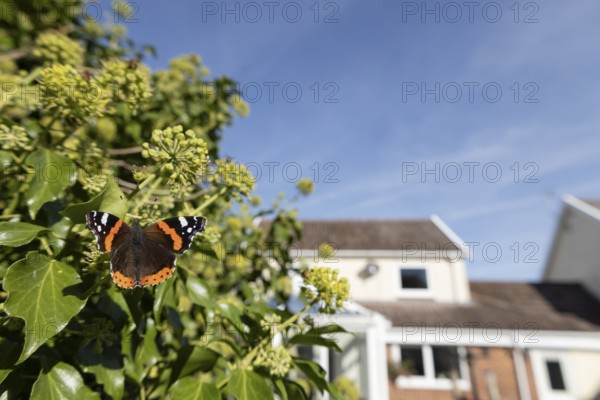 Red admiral butterfly (Vanessa atalanta) adult insect feeding on Ivy (Hedera helix) flowers in