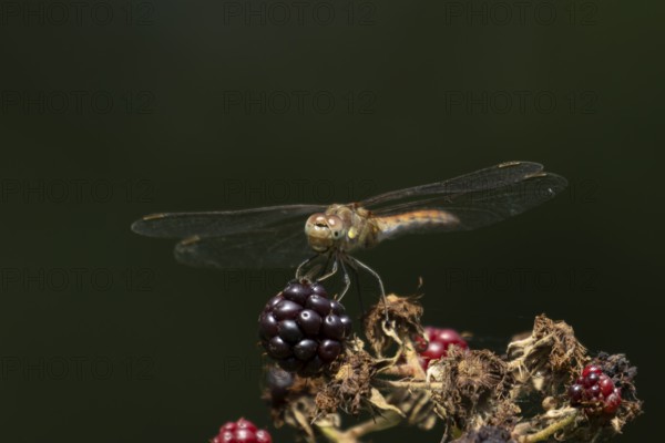 Common darter dragonfly (Sympetrum striolatum) adult insect resting on blackberries fruit in