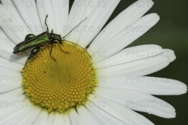 Thick-legged flower beetle (Oedemera nobilis) adult insect on an Oxeye daisy flower in summer,