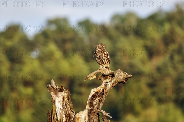 Little owl (Athene noctua) sitting on dead wood, Höxter, Weserbergland, North Rhine-Westphalia,