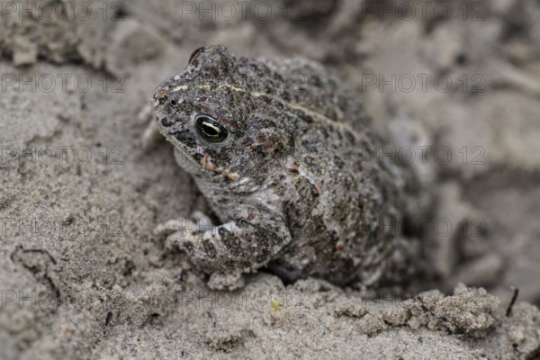 Natterjack toad (Epidalea calamita), Emsland, Lower Saxony, Germany