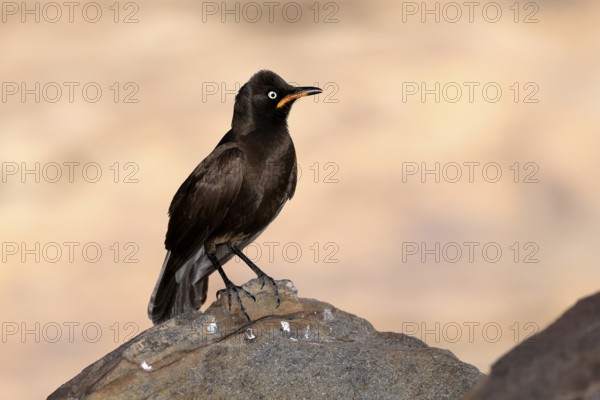 Bicoloured Glossy Starling (Lamprotornis bicolor), adult, on rocks, alert, Mountain Zebra National