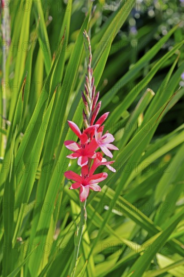 Watsonia borbonica, Cape horn lily, flower, flowering, Kirstenbosch Botanical Gardens, Cape Town,