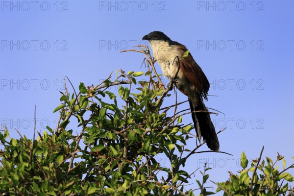 White-browed Cuckoo (Centropus superciliosus), adult, on tree, on guard, Kruger, Kruger National