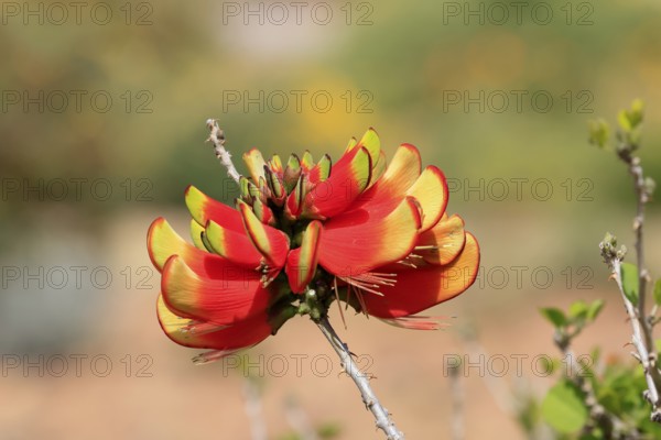 Erythrina acanthocarpa, Tambuki thorn, flowering, flowers, Karoo Desert Botanic Garden, Worcester,
