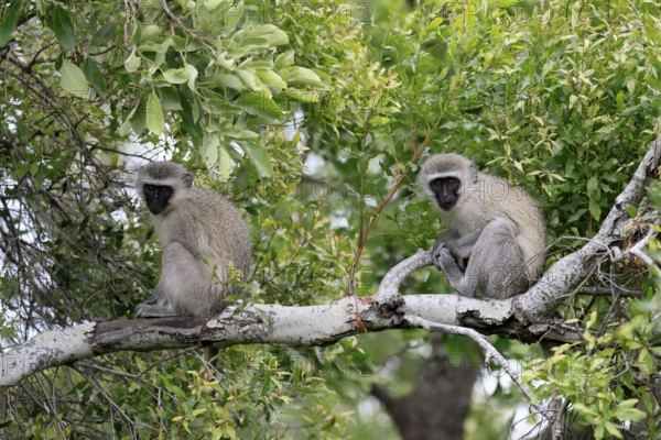 Vervet Monkey (Chlorocebus pygerythrus), adult, sitting, two, tree trunk, Kruger, Kruger National