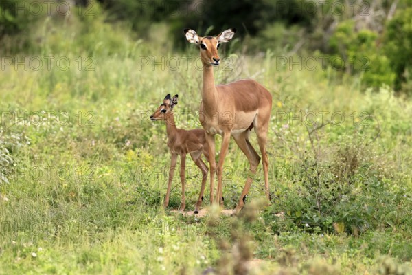 Black heeler antelope (Aepyceros melampus), impala, adult, female, young animal, mother with young