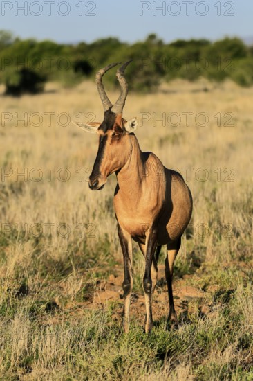 Red hartebeest (Alcelaphus buselaphus caama), Kaama, adult, alert, foraging, Mountain Zebra