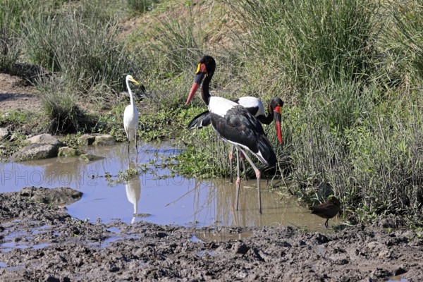 Saddle-billed Stork (Ephippiorhynchus senegalensis), Great White Egret (Ardea alba), adult,