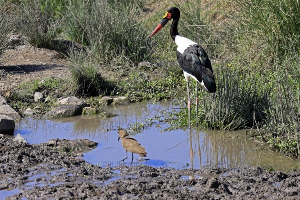 Saddle-billed stork (Ephippiorhynchus senegalensis), hammerhead (Scopus umbretta), shadow bird,