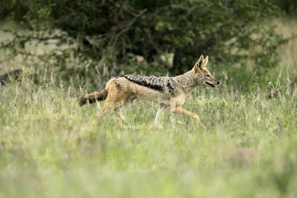 Black-backed jackal (Lupulella mesomelas), adult, alert, stalking, foraging, Kruger, Kruger