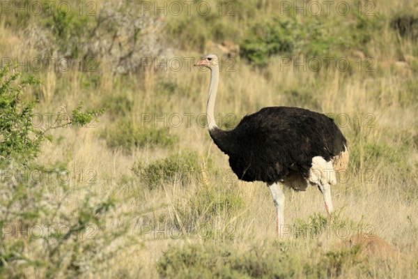 South African ostrich (Struthio camelus australis), adult, male, alert, Mountain Zebra National
