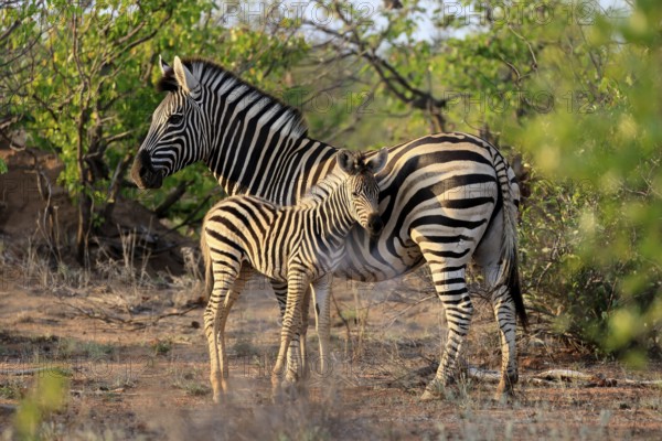 Burchell's zebra (Equus quagga burchelli), Burchell's zebra, adult, female, juvenile, mother,