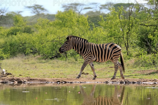 Burchell's zebra (Equus quagga burchelli), Burchell's zebra, adult, at the water, waterhole,