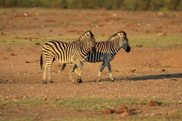 Burchell's zebra (Equus quagga burchelli), Burchell's zebra, adult, two animals, foraging, Kruger,