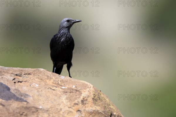 Red-winged Starling (Onychognathus morio), adult, on rocks, female, alert, Mountain Zebra National