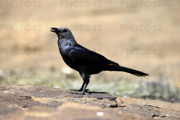 Red-winged Starling (Onychognathus morio), adult, on ground, female, calling, Mountain Zebra
