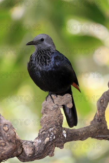 Red-winged Starling (Onychognathus morio), adult, perch, female, alert, Mountain Zebra National