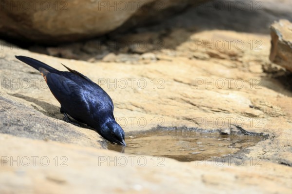 Red-winged Starling (Onychognathus morio), adult, male, at the water, drinking, Mountain Zebra