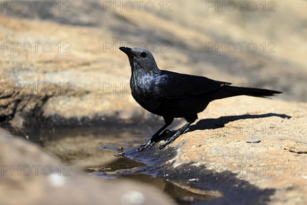 Red-winged Starling (Onychognathus morio), adult, at the water, female, Mountain Zebra National