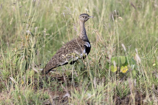 Red-crested Bustard (Lophotis ruficrista), adult, male, foraging, alert, Kruger, Kruger National