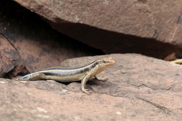 Rainbow skink (Trachylepis margaritifera), adult, female, at the den, foraging, Kruger, Kruger