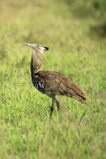 Kori Bustard (Ardeotis kori), Kori Bustard, adult, foraging, alert, Kruger, Kruger National Park,