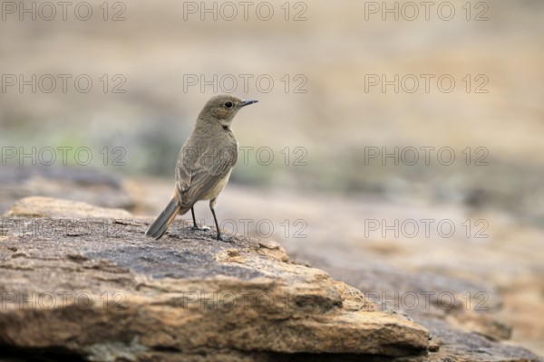Rusty-tailed Wheatear (Oenanthe familiaris), adult, on rocks, foraging, alert, Mountain Zebra