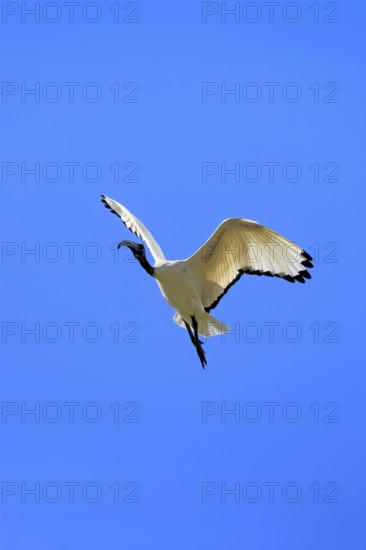 Pharaoh ibis (Threskiornis aethiopicus), adult, flying, Table Mountain National Park, Western Cape,