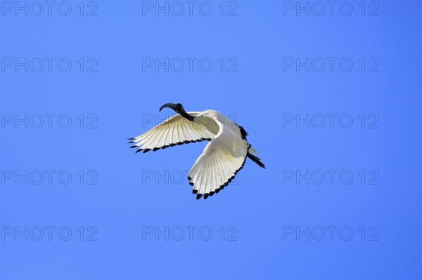 Pharaoh ibis (Threskiornis aethiopicus), adult, flying, Table Mountain National Park, Western Cape,