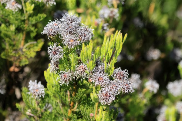 Serruria fucifolia, flowers, flowering, bush, fynbos, Kirstenbosch Botanical Gardens, Cape Town,