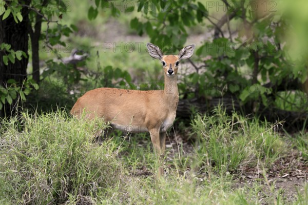 Steenbok (Raphicerus campestris), adult, female, foraging, vigilant, dwarf antelope, Kruger, Kruger