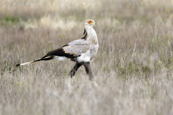 Secretary (Sagittarius serpentarius), adult, running, foraging, alert, Mountain Zebra National