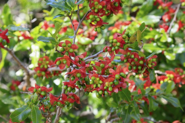 Ochna gamostigmata Du Toit, flower, flowering, shrub, Kirstenbosch Botanical Gardens, Cape Town,