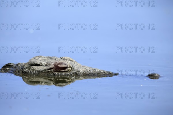 Nile crocodile (Crocodylus niloticus), adult, in water, resting, portrait, Kruger, Kruger National