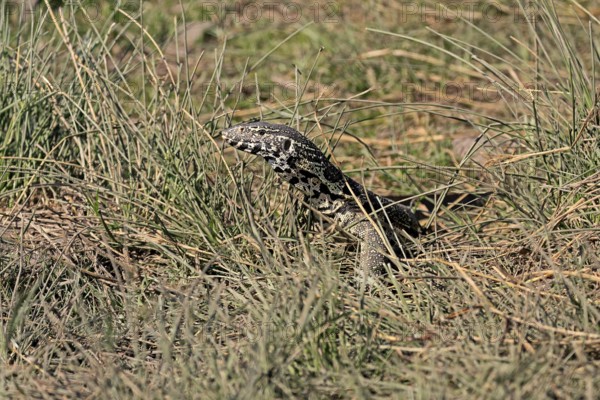 Nile monitor lizard (Varanus niloticus), adult, foraging, Kruger, Kruger National Park, South