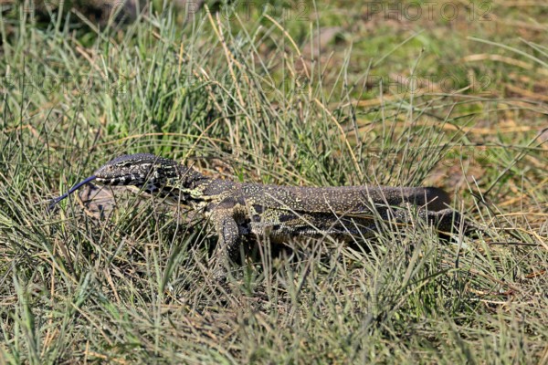 Nile monitor lizard (Varanus niloticus), adult, foraging, tongues, Kruger, Kruger National Park,